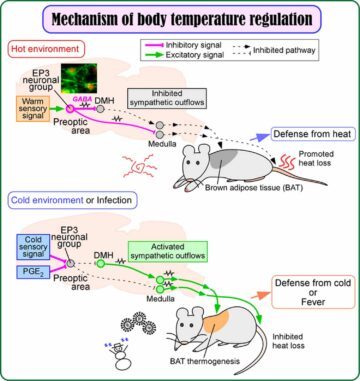 Study identifies crucial neurons that keep mammals’ core body temperatures at 37 °C PlatoBlockchain Data Intelligence. Vertical Search. Ai.