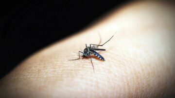 Дослідження розглядає бактерії на комарах і в них PlatoBlockchain Data Intelligence. Вертикальний пошук. Ai.