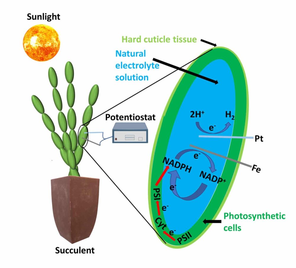 Nova maneira de colher eletricidade da fotossíntese natural das plantas suculentas PlatoBlockchain Data Intelligence. Pesquisa vertical. Ai.