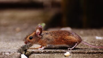 Cellular Reprogramming Extends Lifespan in Mice, Longevity Startup Says
