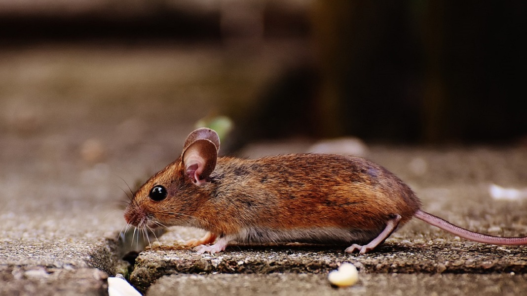 תכנות מחדש סלולרי מאריך את תוחלת החיים בעכברים, הפעלה אריכות ימים אומרת PlatoBlockchain Data Intelligence. חיפוש אנכי. איי.