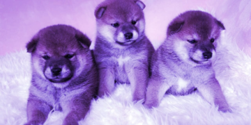 Dogecoin, Bonk ja Shiba Inu yhdistävät 25 miljardin dollarin kuukausikaupan volyymin