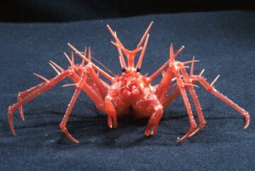 Krabber har udviklet sig fem separate gange - hvorfor bliver de samme former ved med at dukke op i naturen? PlatoBlockchain Data Intelligence. Lodret søgning. Ai.