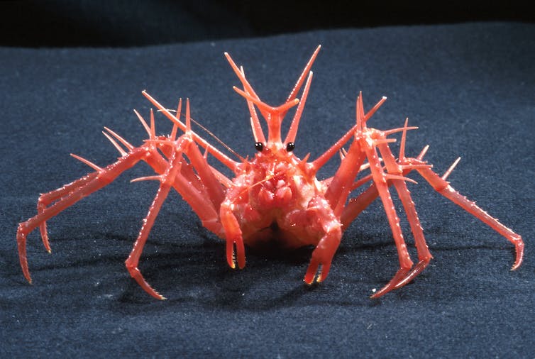 Krabben haben sich fünf Mal hintereinander entwickelt – warum tauchen in der Natur immer wieder dieselben Formen auf? PlatoBlockchain Data Intelligence. Vertikale Suche. Ai.