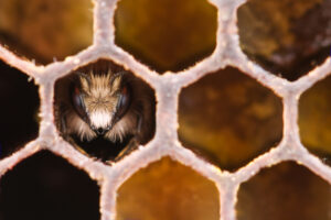 Hive Ransomware Gang تفقد قرص العسل الخاص بها ، وذلك بفضل DoJ
