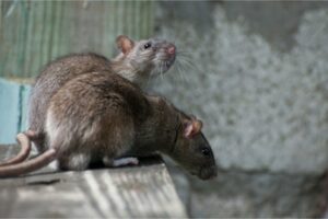 Rentokil usa reconhecimento de ratos AI para planejar o extermínio em tempo real