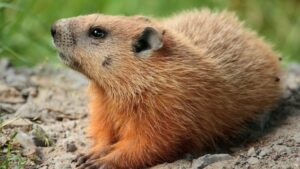 Asal-usul Astronomi Hari Groundhog, 'bunglon' inframerah berjalan panas dan dingin