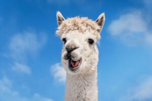 Cause for a LLaMA? Meta reckons its smaller text-emitting AI is better than rivals