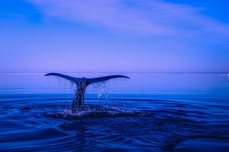 Dogecoin Whale postane 20. največja denarnica, potem ko je v dveh dneh zbrala 450 milijonov $DOGE