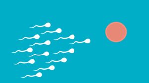 On-demand anticonceptie voor mannen immobiliseert sperma en slijt binnen een dag volledig af