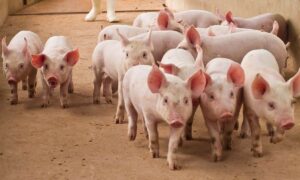 Криптовалютные мошенничества с разделкой свиней используют Регистрационная палата Великобритании: отчет