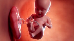 Fisika bayi: konsepsi, kehamilan, dan kehidupan awal
