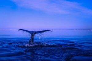 نهنگ‌های BNB میلیون‌ها دلار را در میان لرزش بازار استیبل کوین تخلیه کردند