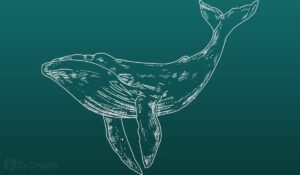 Crypto Whales завантажуються на XRP і MATIC, кидаючи виклик ринковій невизначеності – показують дані в мережі