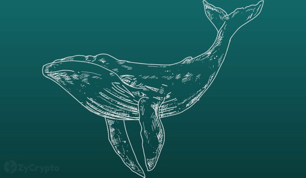 Crypto Whales se carga en XRP y MATIC, desafiando la incertidumbre del mercado: revelan datos en cadena