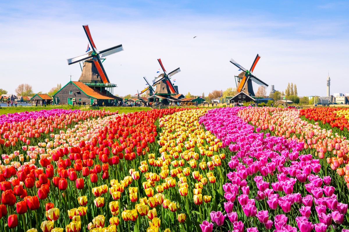 הולנד-צבעונים