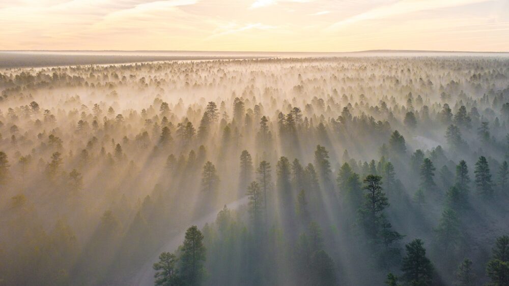 Kehidupan di Planet yang Dihutankan Kembali: Bagaimana Dunia Akan Terlihat jika Kita Menanam Triliun Pohon