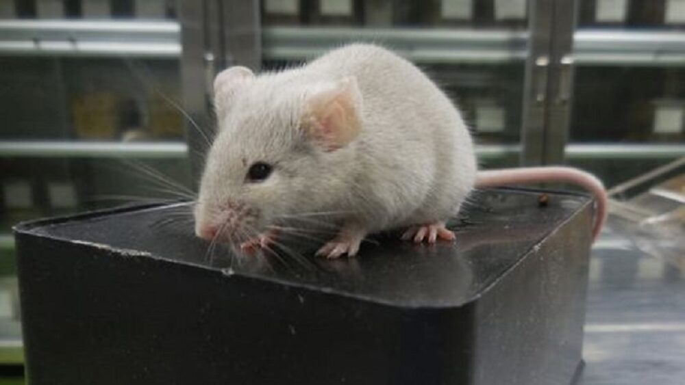 दो पिताओं वाले चूहे नर त्वचा कोशिकाओं से बने अंडों से पैदा हुए थे