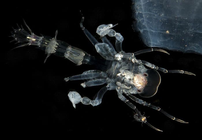 甲壳动物的显微镜图像