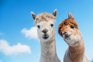 Stanford sends 'hallucinating' Alpaca AI model out to pasture over safety, cost