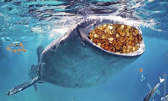 Essentiële dingen die u moet weten over crypto-walvissen