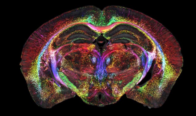 Hjerneavbildning av mus når rekordoppløsning