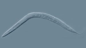 Forskere fusionerer biologi og teknologi ved at 3D-printe elektronik inde i levende orme