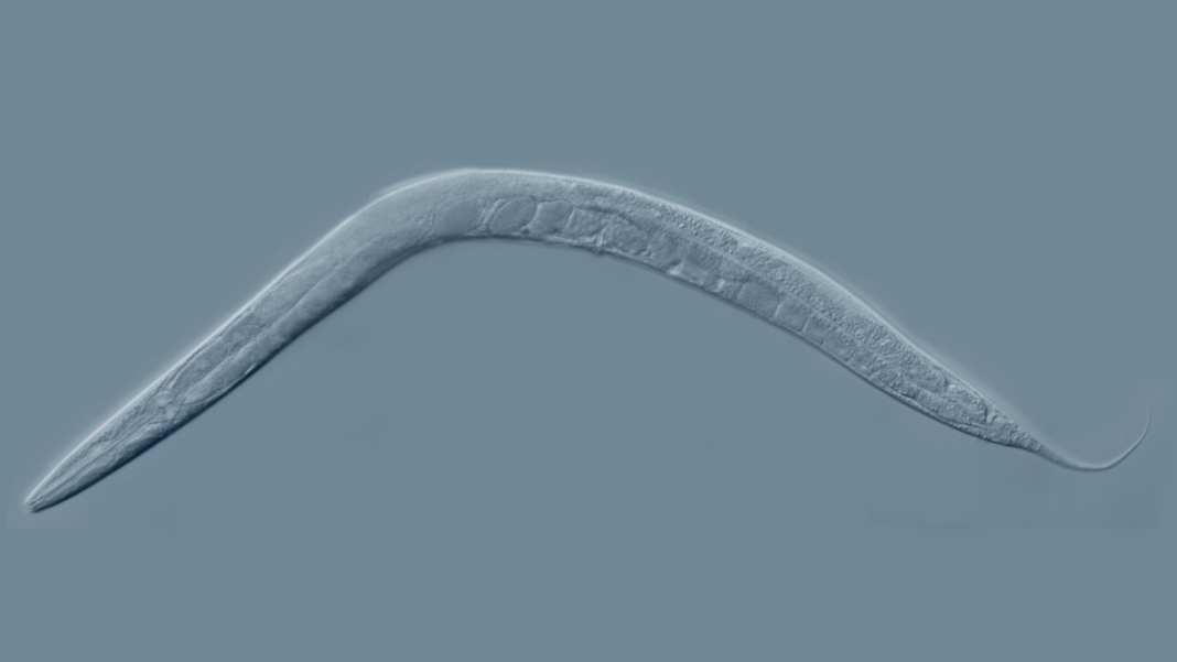 Los científicos fusionan biología y tecnología mediante la impresión 3D de productos electrónicos dentro de gusanos vivos PlatoBlockchain Data Intelligence. Búsqueda vertical. Ai.