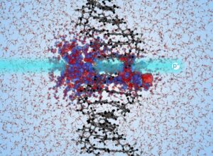 Simulations shed light on mechanisms of DNA damage during proton therapy