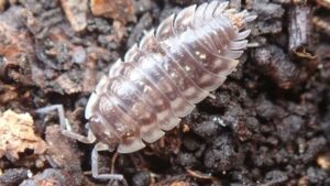 Watching gold flow through woodlice, why water droplets can seal leaky pipes