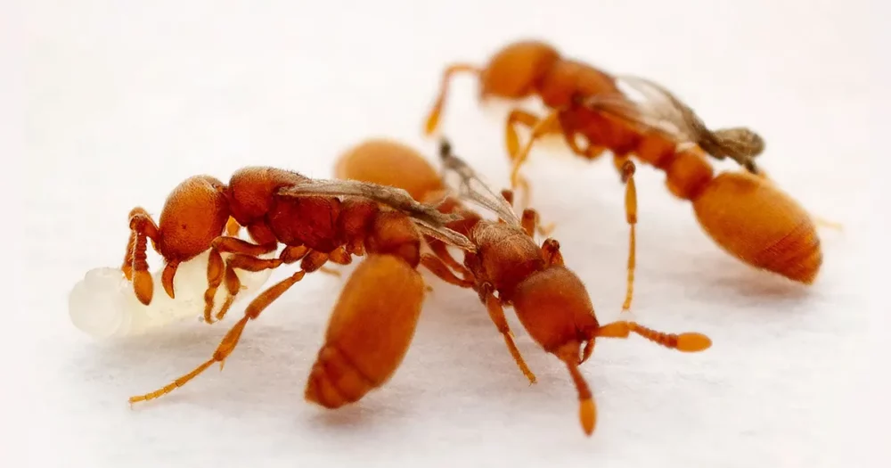 جهش مورچه ها را در یک نسل به انگل تبدیل کرد