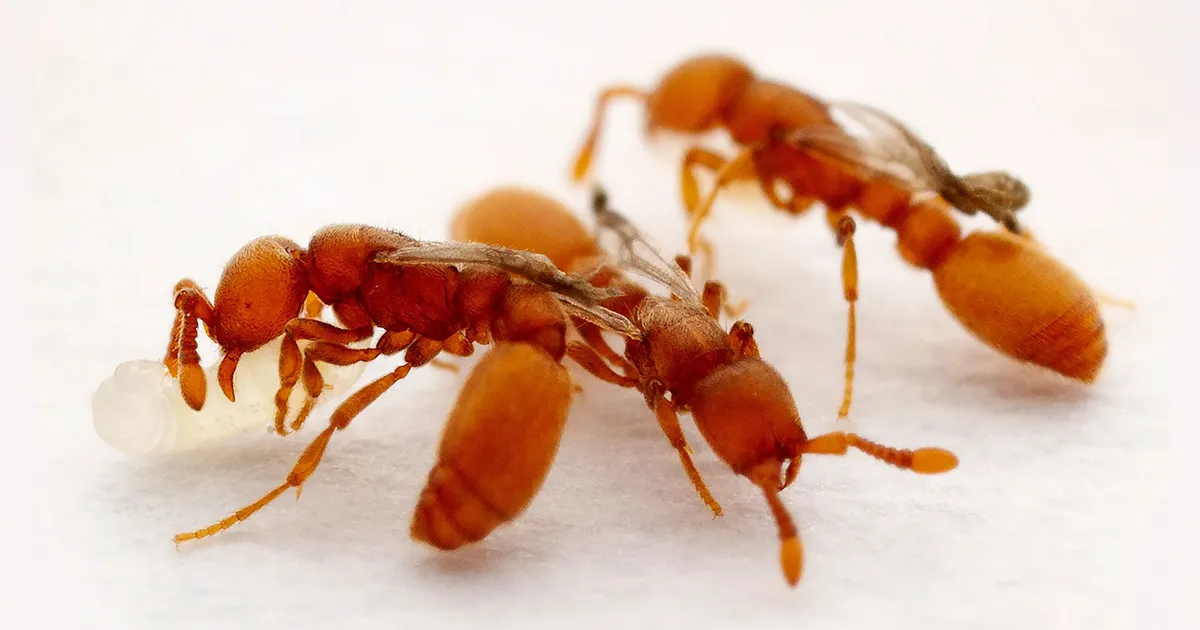 Uma mutação transformou formigas em parasitas em uma geração de inteligência de dados PlatoBlockchain. Pesquisa vertical. Ai.