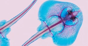 Wie 3D-Veränderungen im Genom Haie in Schlittschuhe verwandelten | Quanta-Magazin