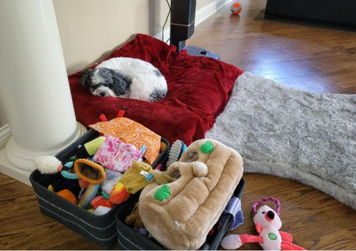 Un cane dorme su una coperta rossa su un pavimento di legno duro, accanto a una valigia aperta piena di giocattoli..