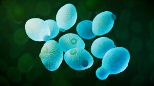 Các nhà khoa học đã tăng gần gấp đôi tuổi thọ của tế bào nấm men bằng một bản hack di truyền thông minh