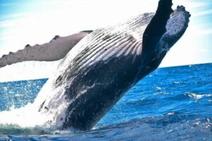 نهنگ‌های بیت‌کوین (BTC) که از رکود کریپتو منصرف نشده‌اند، زیرا تحلیلگران متوجه انباشت سنگین می‌شوند