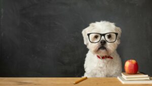 Собаки розумніші за генеративний штучний інтелект, каже Meta AI Guru