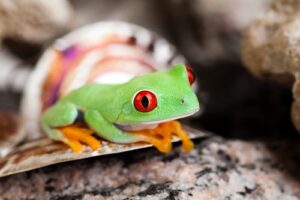 How a frog-themed token shapes Ethereum gas fees in 2023