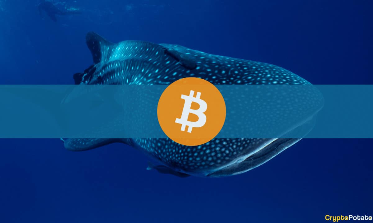 Bitcoin Whale Balance Hits Largest Monthly Decline: Glassnode PlatoBlockchain Data Intelligence. Vertical Search. Ai.