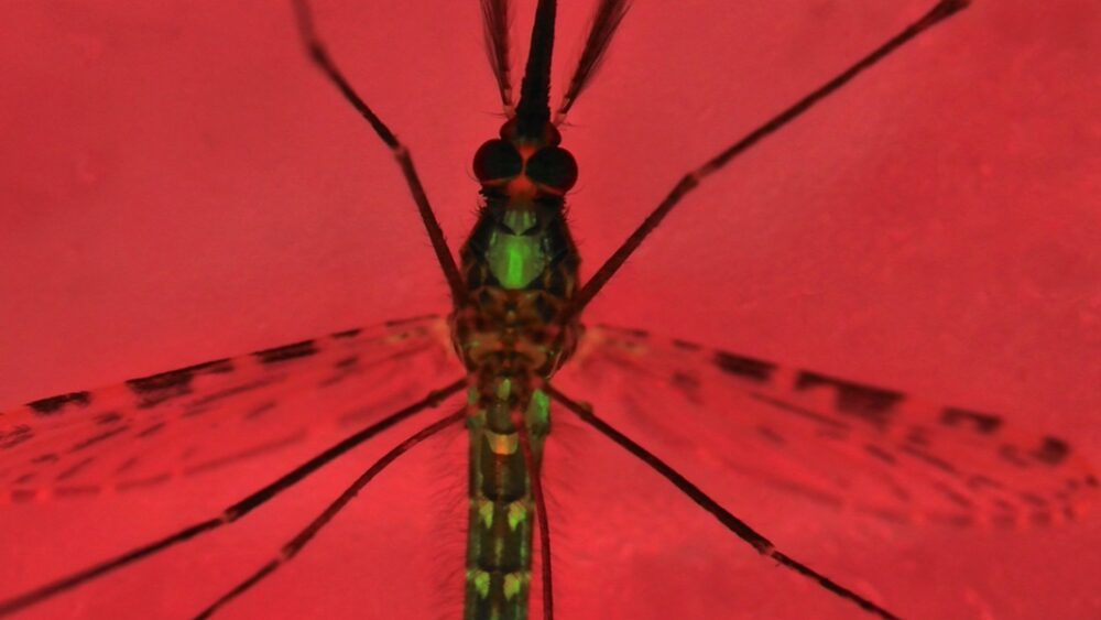 CRISPRで子孫を残す蚊はすべて雄であることがマラリア撲滅に役立つ可能性がある