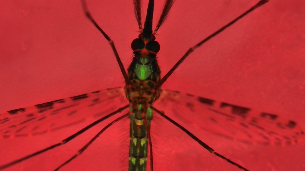 CRISPR 基因编辑的蚊子拥有全雄性后代可以帮助根除疟疾 PlatoBlockchain 数据智能。垂直搜索。人工智能。