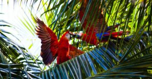 DeFi Project Parrot Holds Contentious Vote on Future of $70M Treasury