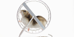 Did You Miss Out on Hamster Races, Anon? HAMS Token Jumps 783% - Decrypt