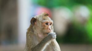 Одна инъекция почечного белка усилила память у пожилых обезьян