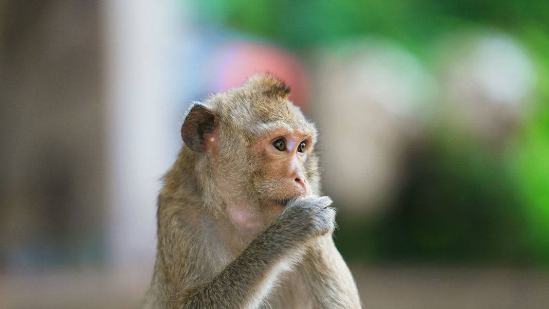 किडनी प्रोटीन के एक इंजेक्शन ने बूढ़े बंदरों की मेमोरी बढ़ा दी, प्लेटोब्लॉकचेन डेटा इंटेलिजेंस। लंबवत खोज. ऐ.