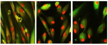 يمكن أن تعمل الكوكتيلات الكيميائية على تجديد وعكس عمر خلايا الجلد البشرية عن طريق استعادة تجزئة البروتين الفلوري الأحمر في النواة. صورة جامعة هارفارد