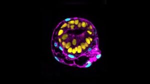 Wetenschappers haasten zich om menselijke embryomodellen te maken van stamcellen