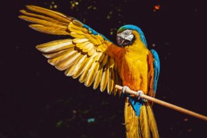 Solana põhinev papagoiprotokoll tõmbab kriitikat märgi tapmise plaanide üle