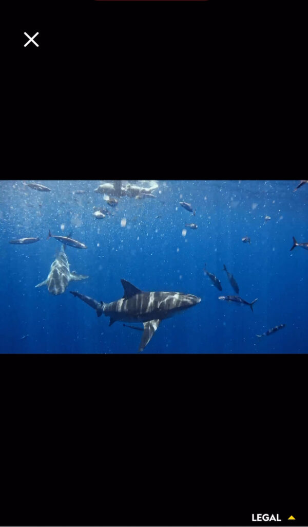 Swim With The Sharks In Nat Geo's New AR Experience - VRScout Apex PlatoBlockchain Data Intelligence. Vertical Search. Ai.