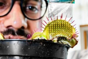 Venus flytrap pulses mapped, sound of twinkling stars, falling cats – Physics World
